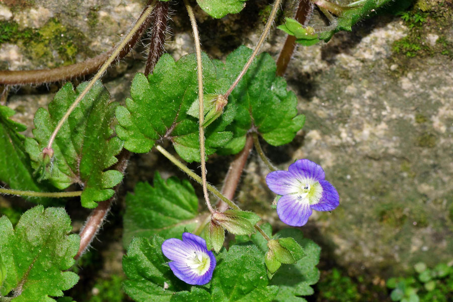Veronica persica